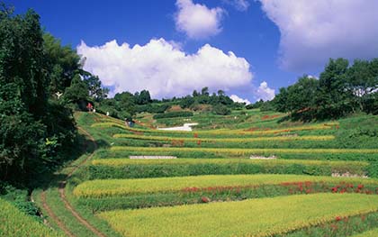 宅基地使用权